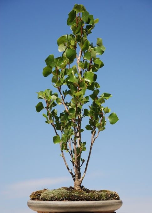 Grow Our Love Bonsai Tree Cutting - Great Valentines Gift for Him or Her - Easy to Grow Indoor Bonsai. Grows Like Your Love