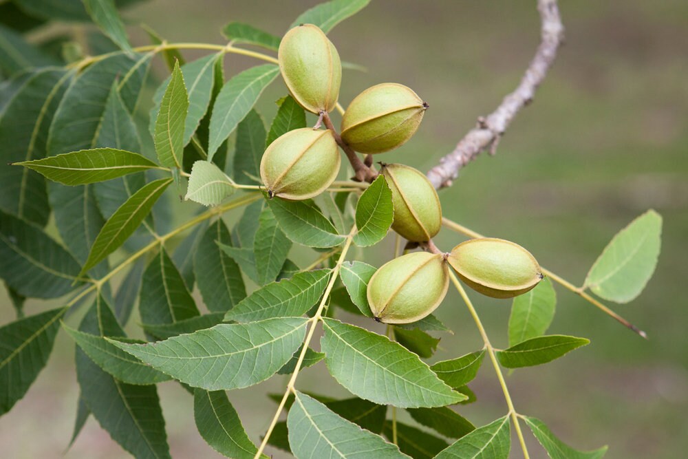 Pecan Tree Seeds for Planting - Carya illinoinensis