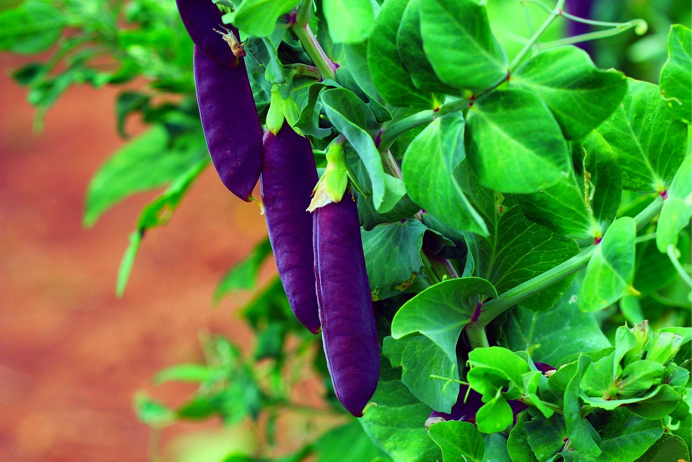 Purple Pod Pea Seeds for Planting - 10 Rare Seeds - Heirloom and Non-GMO, Early Harvest Peas