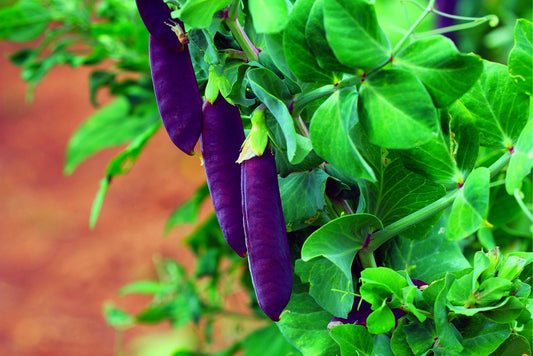 Purple Pod Pea Seeds for Planting - 15 Rare Seeds - Heirloom and Non-GMO, Early Harvest Peas