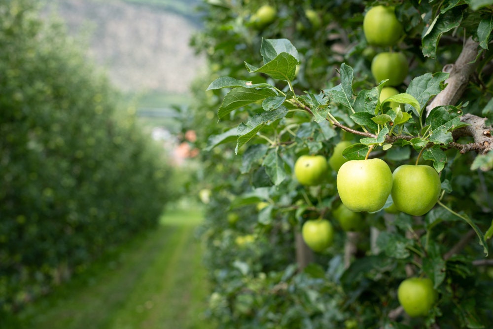 Green Apple Tree Seeds - 30 Seeds - Malus pumila Antonovka