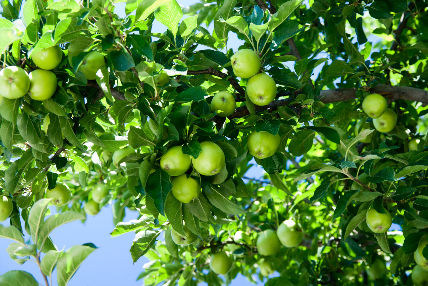 Green Apple Tree Seeds - 30 Seeds - Malus pumila Antonovka