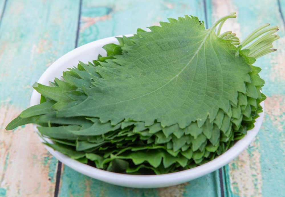 Green Shiso, Perilla frutescens, 100 Seeds, Tangy Japanese Herb, Sushi Bar, Asian Heirloom, Cool Weather, Fragrant and Delicious