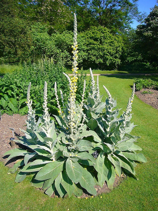 50 Seeds Mullein Seed Ornamental Plant Flowering, Heirloom- Non GMO - Open Pollinated - Made in USA