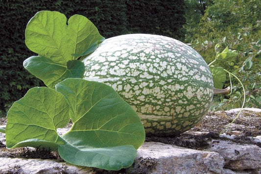 10 Shark Fin Squash Seeds for Planting, Fig Leaf Gourd. Very Vibrant Colors. Exotic Garden Seeds