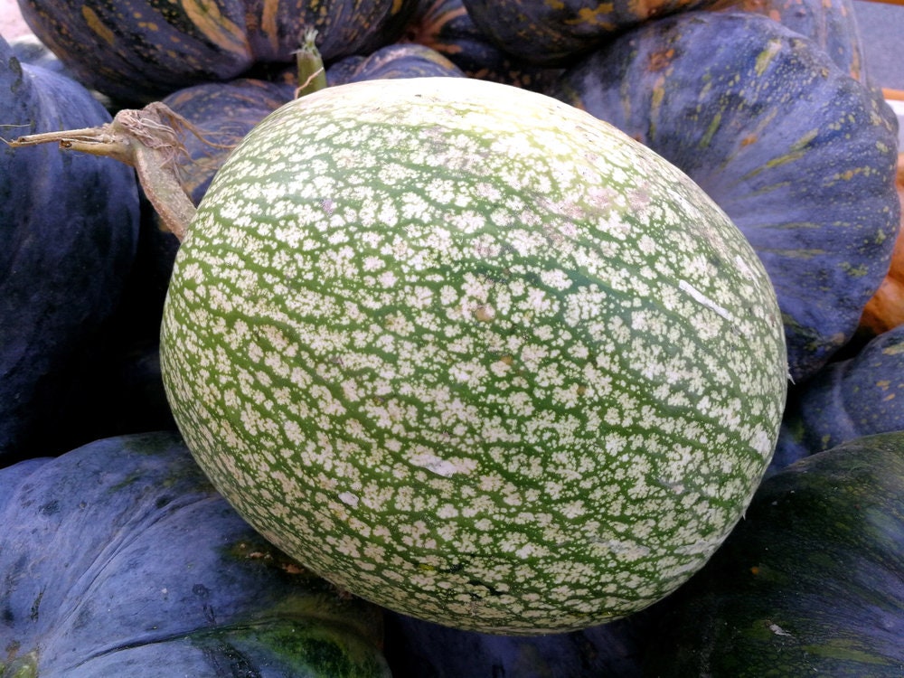 10 Shark Fin Squash Seeds for Planting, Fig Leaf Gourd. Very Vibrant Colors. Exotic Garden Seeds