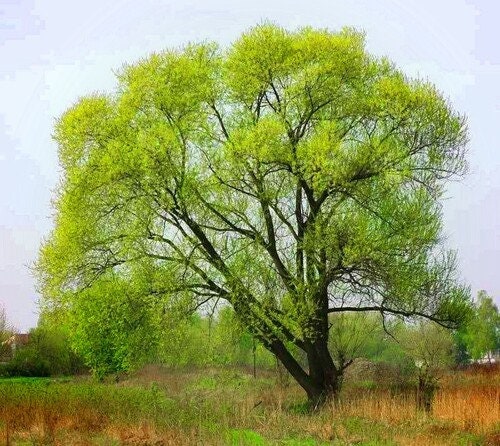 50 Black Willow Tree Cuttings | Grow 50 Black Willow Trees | Fast Growing Shade, Privacy or Landscaping Trees