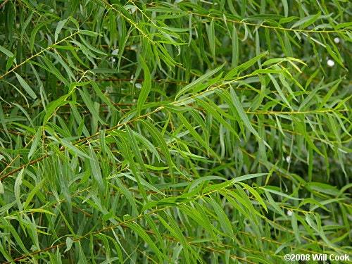 50 Black Willow Tree Cuttings | Grow 50 Black Willow Trees | Fast Growing Shade, Privacy or Landscaping Trees