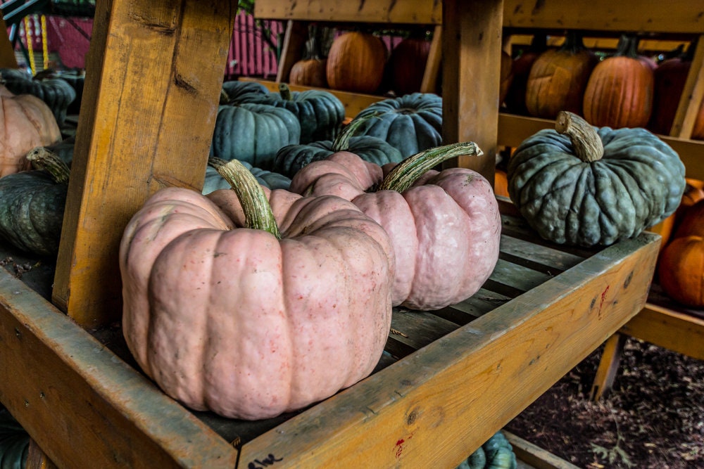 Rare Pink Pumpkin Seeds for Planting - Porcelain Doll Pumpkins - Made in USA, Ships from Iowa.