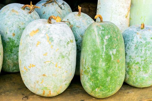 Giant Wax Gourd Seeds for Planting - 10 Seeds to Grow - Ships from Iowa, USA