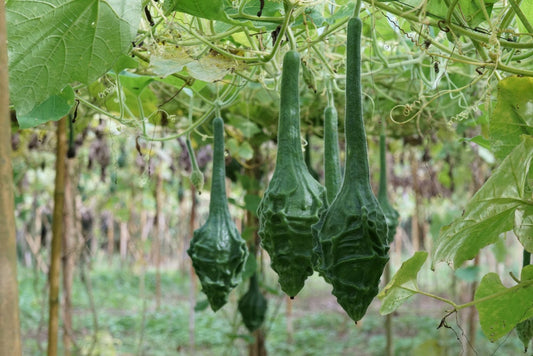 Caveman's Club Gourd Seeds for Planting - 20 Seeds - Big Club Shaped Gourds - Ships from Iowa, USA