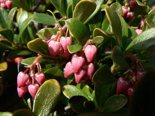 Bear Berry Seeds for Planting, 30 Seeds - Attractive Fruit Bearing Ground Cover Plant