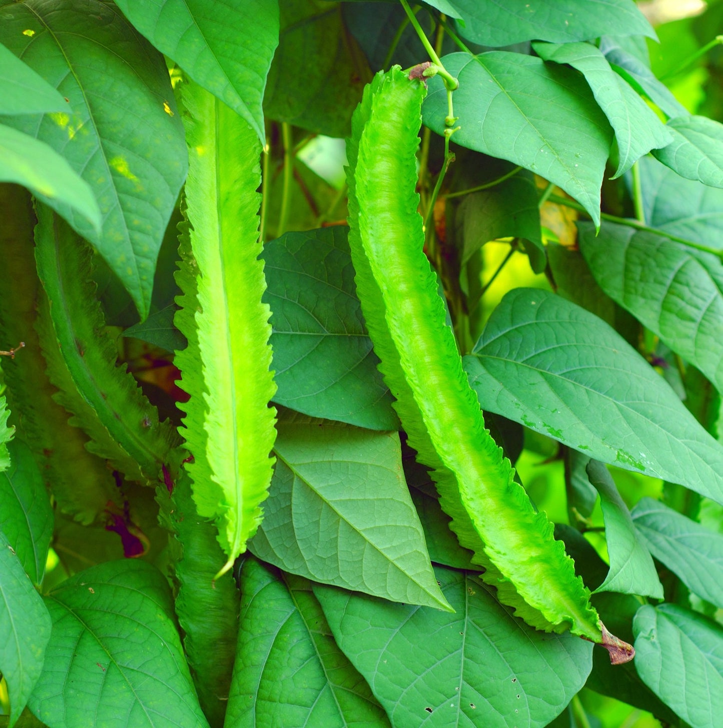 Winged Bean Seeds for Planting - Easy to Grow Exotic Asian Winged Bean