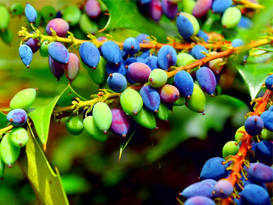 20 Beale's Barberry Seeds for Planting - Oregon Grape - Stunning Ornamental Plant - Berberis bealei