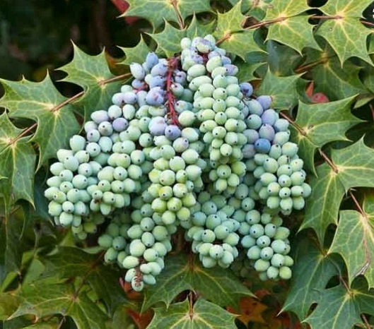 20 Beale's Barberry Seeds for Planting - Oregon Grape - Stunning Ornamental Plant - Berberis bealei