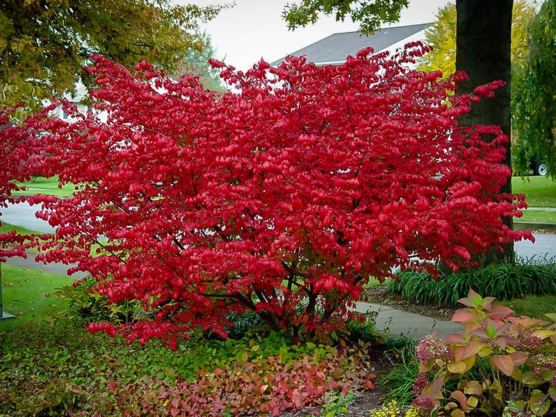 30 Red Chokeberry Seeds for Planting - Aronia arbutifolia - Aronia Berry Tree