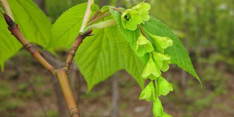 20 Striped Maple Tree Seeds - Acer pensylvanicum