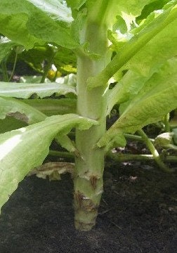 200 Sword Leaf Lettuce Seeds for Planting - Lactuca Sativa - AA Choy