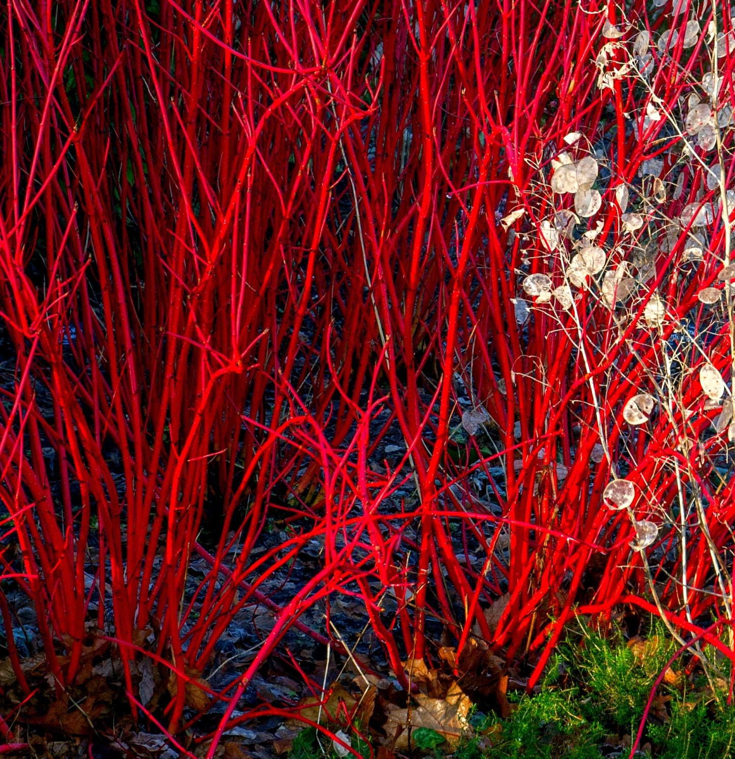 Red Dogwood Cuttings to Plant - Easy to Grow