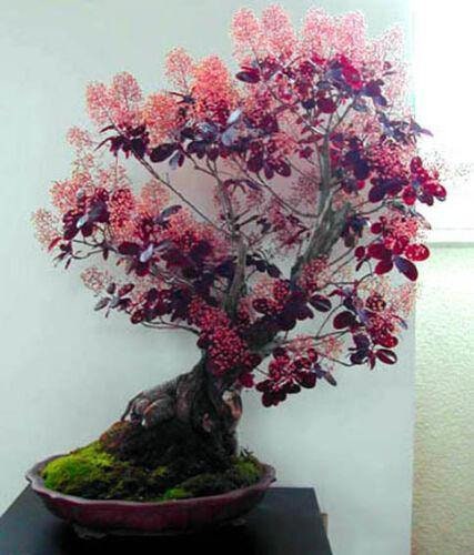 Smoke Tree Bonsai Seeds for Planting - 40 Seeds to Grow of Cotinus coggygria - Exotic Smoke Shaped Pink Flowers