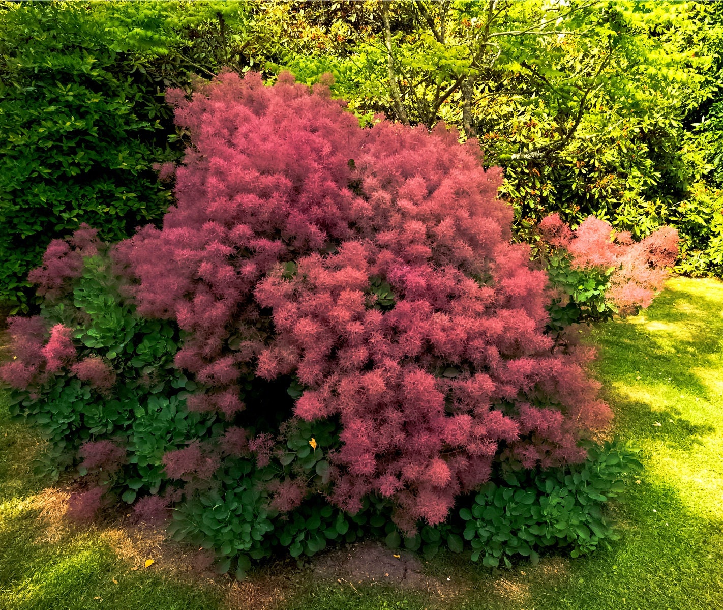 Smoke Tree Seeds for Planting - 40 Seeds to Grow of Cotinus coggygria - Exotic Smoke Shaped Pink Flowers