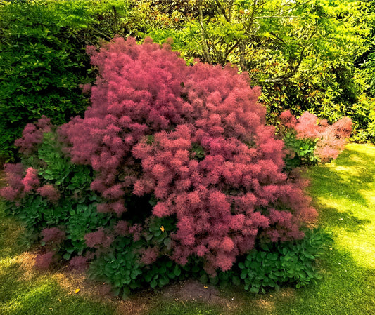 Smoke Tree Seeds for Planting - 40 Seeds to Grow of Cotinus coggygria - Exotic Smoke Shaped Pink Flowers