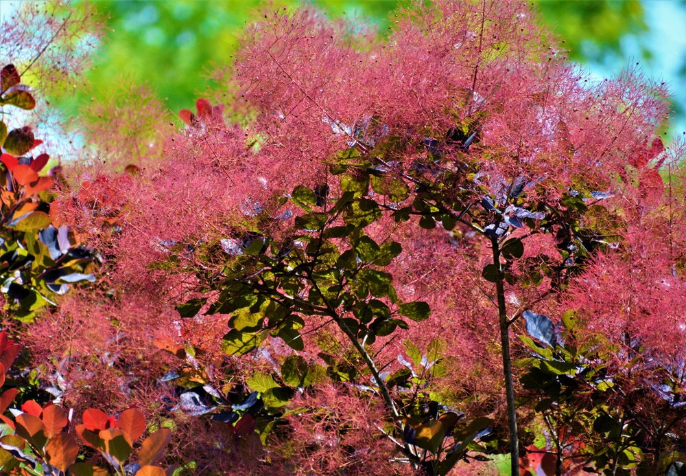 Smoke Tree Seeds for Planting - 40 Seeds to Grow of Cotinus coggygria - Exotic Smoke Shaped Pink Flowers