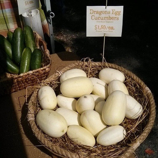 Dragon Eggs Seeds for Planting - 20 Seeds - White Cucumber Seeds - Ships from Iowa, USA