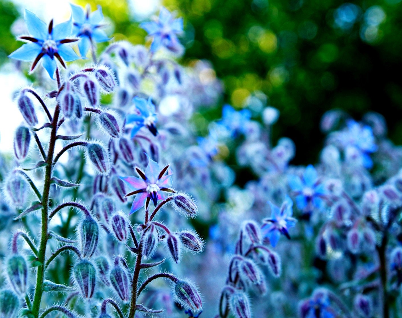 100+ Borage Seeds - Star Flower - Open Pollinated Non-GMO Wildflower Seeds - Borago officianalis