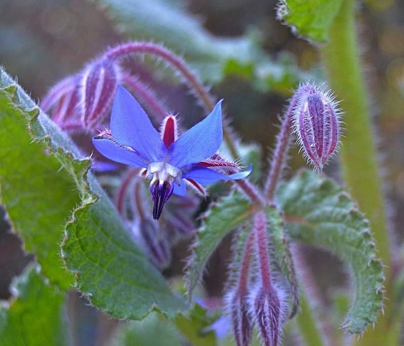 100+ Borage Seeds - Star Flower - Open Pollinated Non-GMO Wildflower Seeds - Borago officianalis