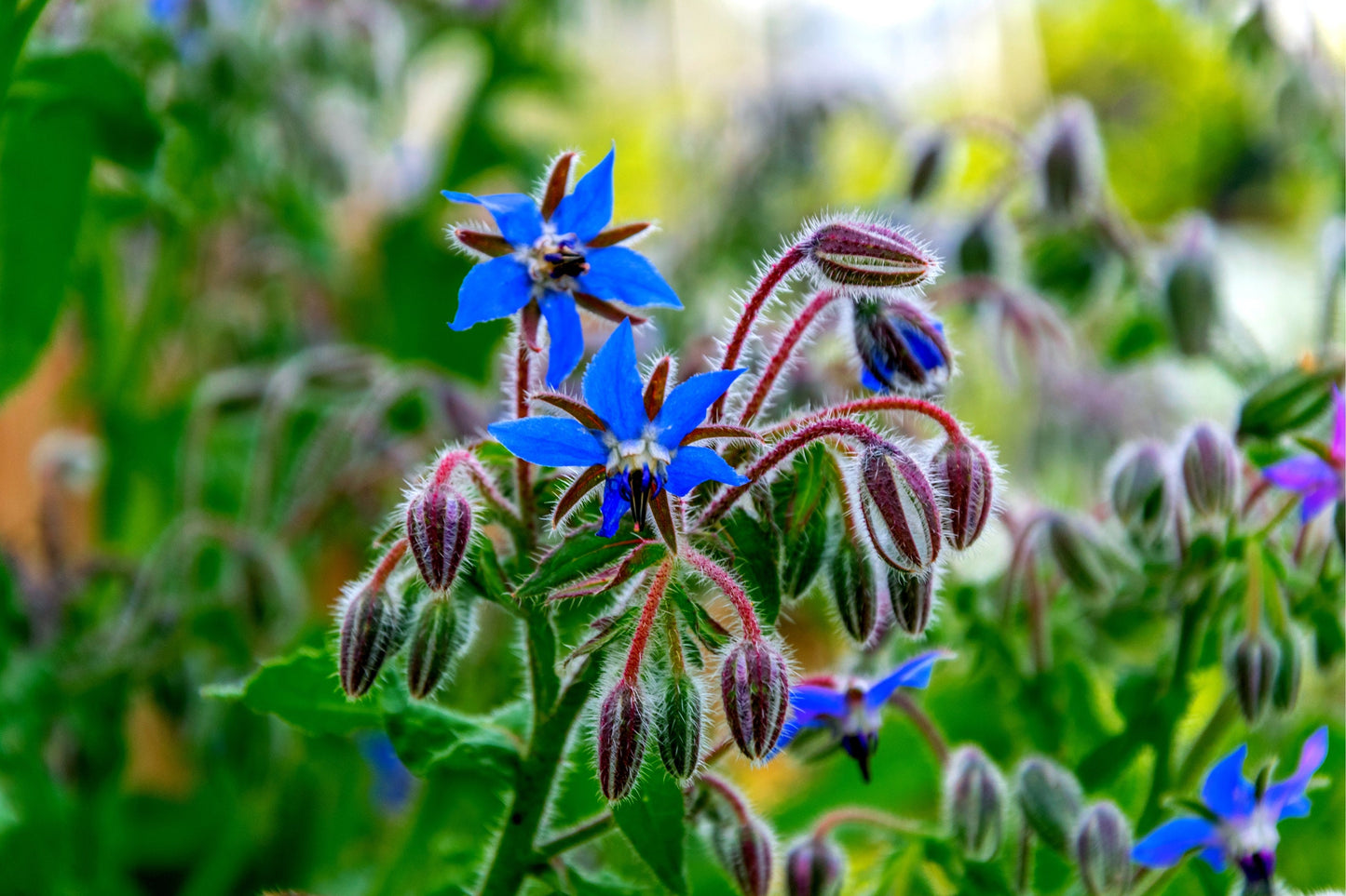 100+ Borage Seeds - Star Flower - Open Pollinated Non-GMO Wildflower Seeds - Borago officianalis
