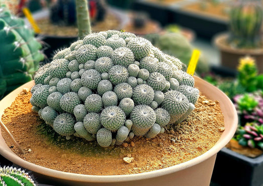 10 Rare Button Cactus Seeds - Epithelantha Micromeris - Ships from Iowa, USA - Grow Exotic Succulent Cacti Bonsai