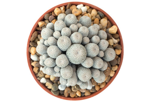 20 Rare Button Cactus Seeds - Epithelantha Micromeris - Ships from Iowa, USA - Grow Exotic Succulent Cacti Bonsai