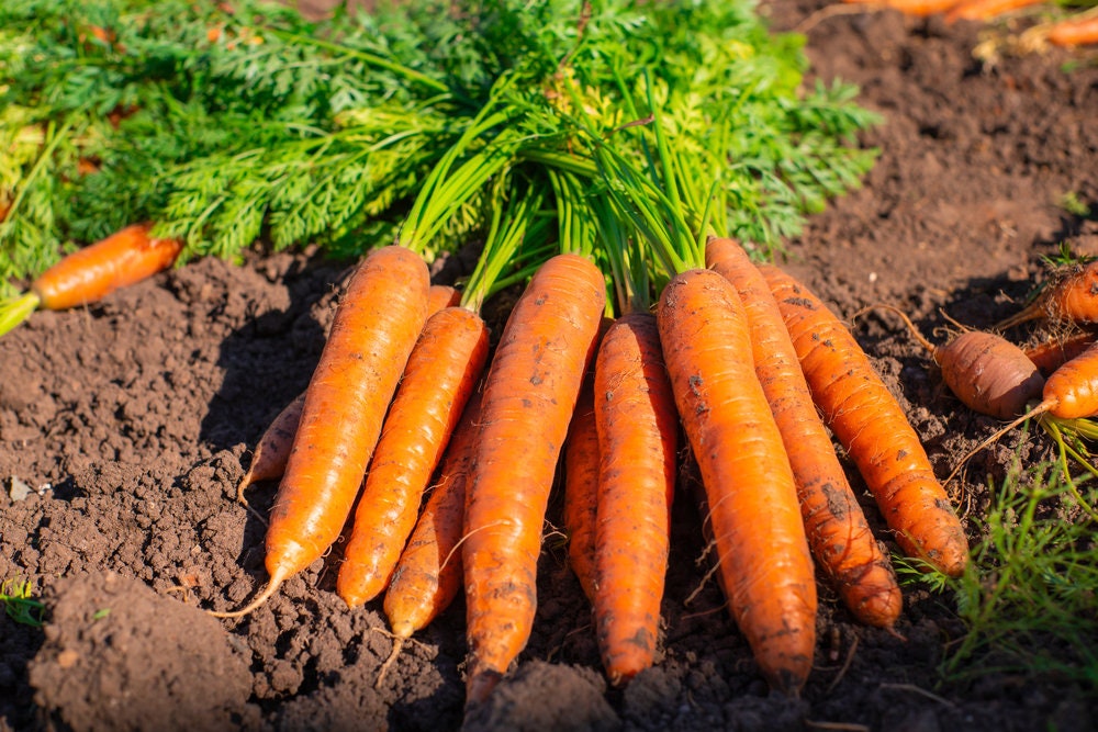 Little Finger Carrot Seeds | Heirloom & Non-GMO Carrot Seeds | 250+ Vegetable Seeds for Planting Outdoor Home Gardens  Instructions Included