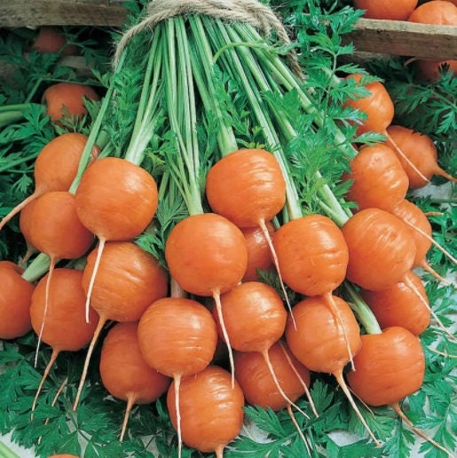 Parisian Carrot Seeds | Heirloom & Non-GMO Carrot Seeds | 250+ Vegetable Seeds for Planting Outdoor Home Gardens | Instructions Included