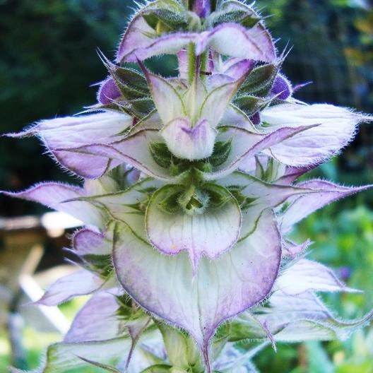 30 Clary Sage Seeds - Bluish-White - Easy to Grow Herb