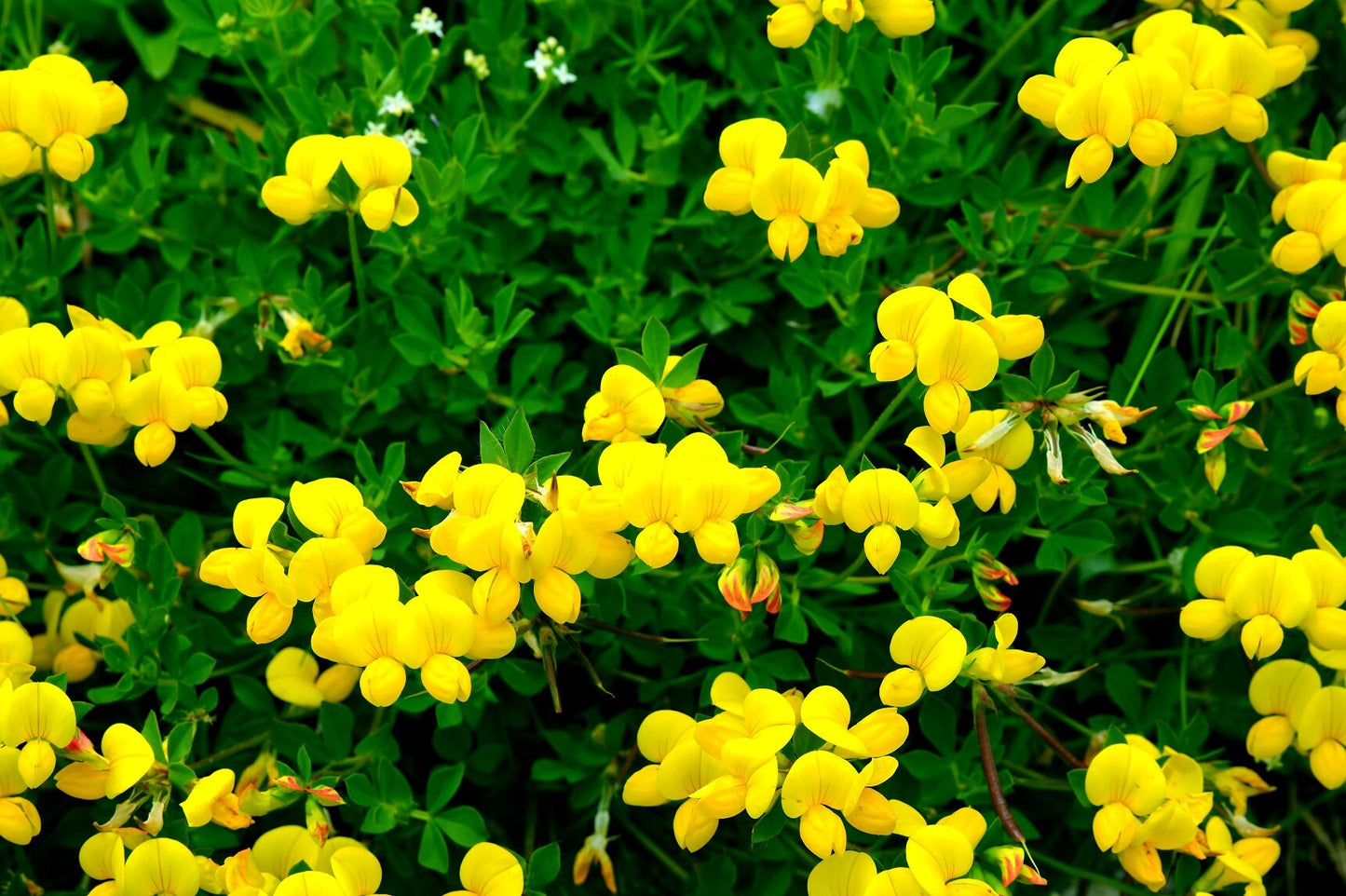 250+ Birdsfoot Seeds Deervetch, Yellow Trefoil Lotus Flower, Bird Feet Ground Cover Heirloom Seeds, Bulk Perennial Flower Seeds for Planting