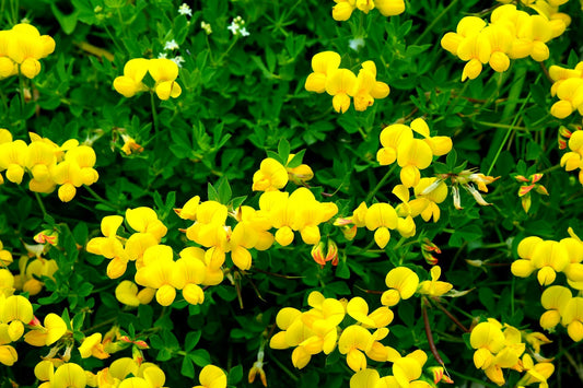 250+ Birdsfoot Seeds Deervetch, Yellow Trefoil Lotus Flower, Bird Feet Ground Cover Heirloom Seeds, Bulk Perennial Flower Seeds for Planting