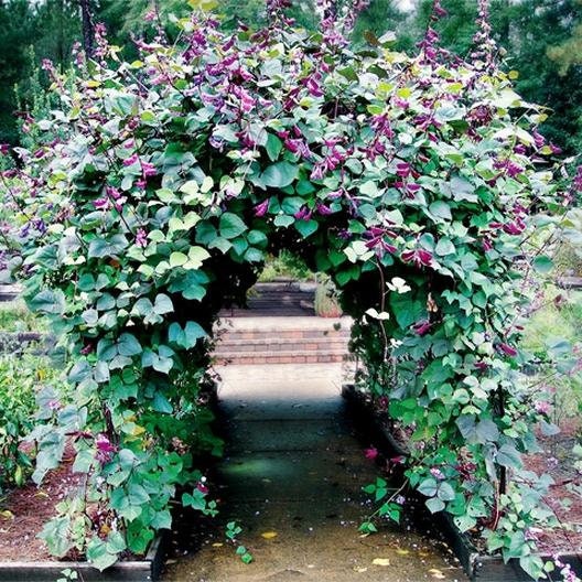 20 Purple Vine Hyacinth Bean Seeds  - Award Winning Asian Beans - Edible