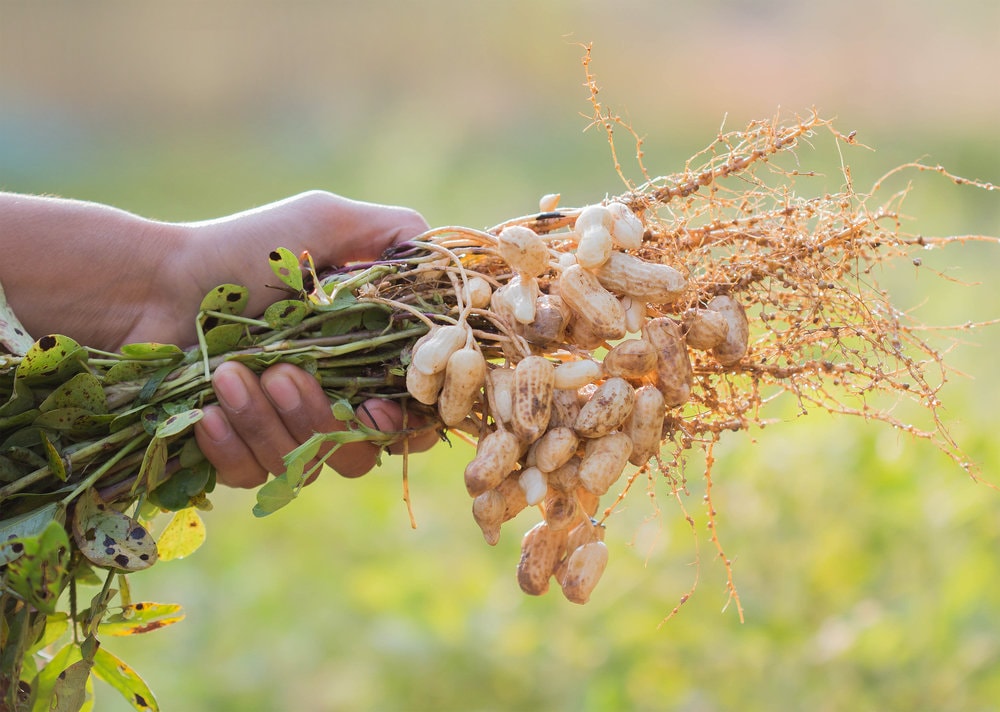 20 Peanut Seeds in The Shell for Planting - Grow Your Own Peanuts - Outdoor Home Gardens | Planting Instructions Included