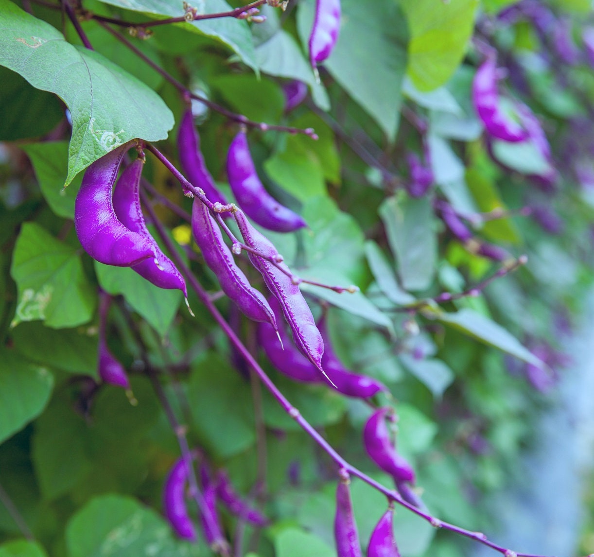 Purple Hyacinth Bean Seeds  - Award Winning Asian Beans - Edible