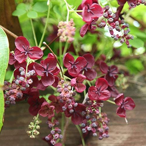 20 Chocolate Vine Seeds for Planting - Akebia quinata, Five Leaf Vine - Ships from Iowa, USA