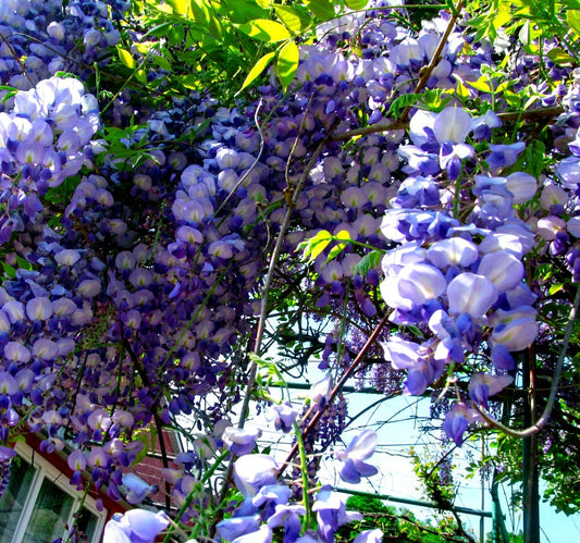 10 American Wisteria Seeds for Planting - Wisteria frutescens