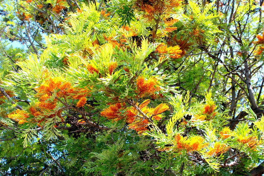 30 Silky Oak Tree Seeds for Planting - Grevillea robusta