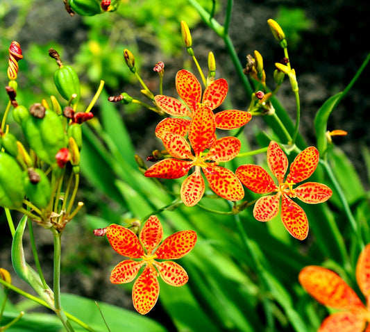 15 Leopard Lily Seeds for Planting - Belamcanda chinensis