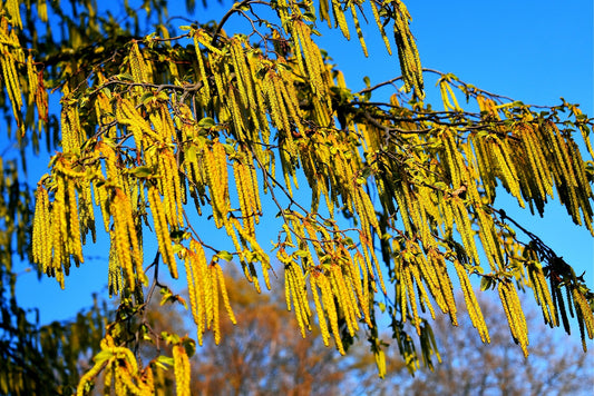 30 Hazel Alder Tree Seeds for Planting - Alnus incana Rugosa