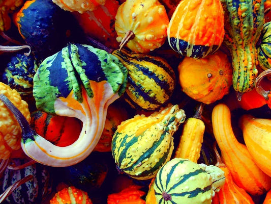 Small Gourd Mix Seeds to Grow | Easy to Grow Your Own Fall Decor