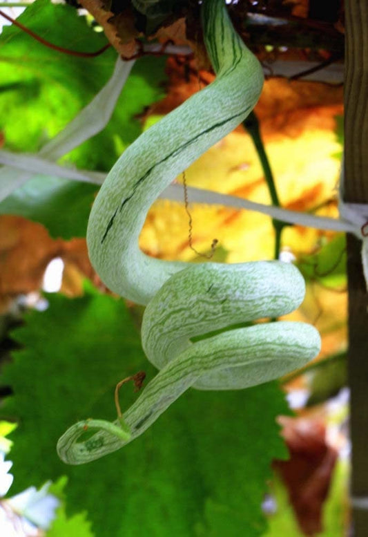 Snake Gourd Seeds for Planting - Grow Long Snake Like Gourds - Rare and Hard to Find. Ships from Iowa, USA