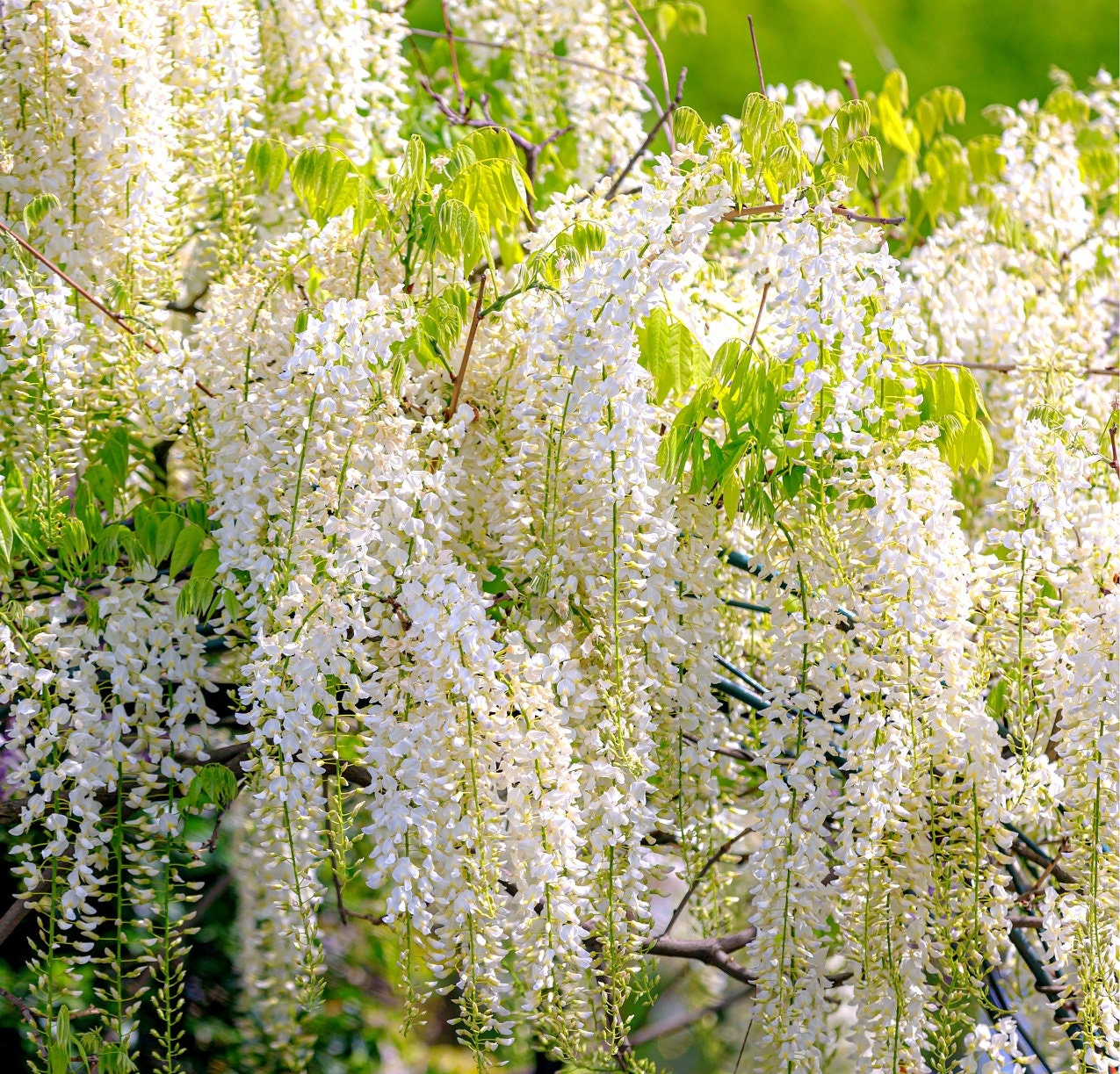 White Wisteria Bonsai Tree Seeds for Planting - Wisteria sinensis Alba - Rare Seeds, Popular for Bonsai