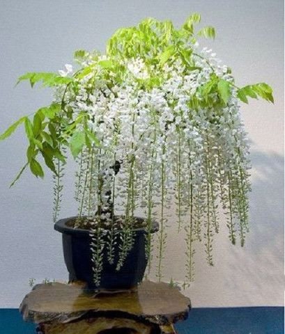 White Wisteria Bonsai Tree Seeds for Planting - Wisteria sinensis Alba - Rare Seeds, Popular for Bonsai